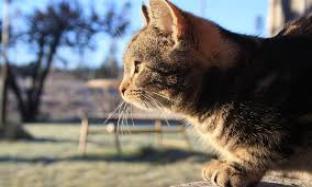 Cat Blog Image